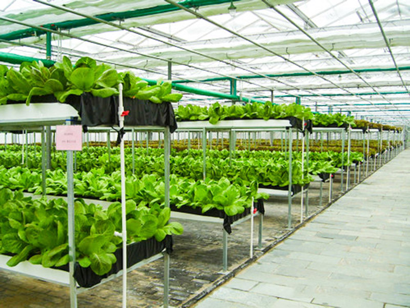無(wú)土栽培育苗苗床溫室自動(dòng)化