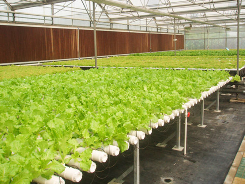 無(wú)土栽培育苗苗床溫室自動(dòng)化