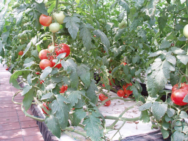 無(wú)土栽培育苗苗床溫室自動(dòng)化