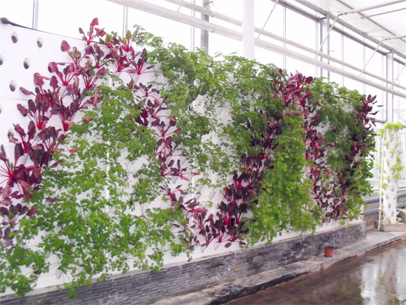 無(wú)土栽培育苗苗床溫室自動(dòng)化