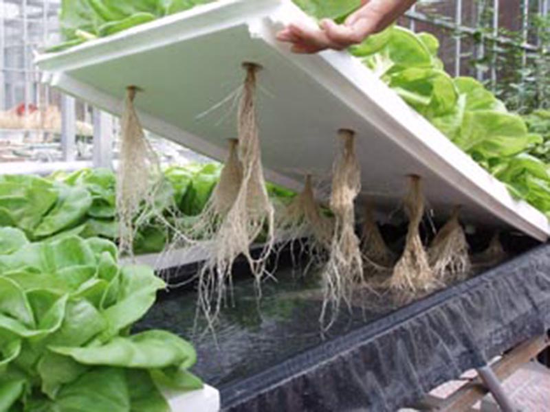 無(wú)土栽培育苗苗床溫室自動(dòng)化