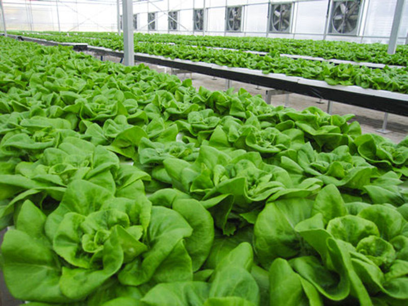 無(wú)土栽培育苗苗床溫室自動(dòng)化