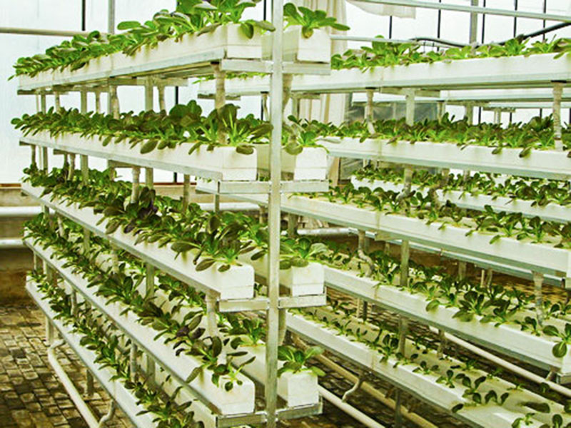 無(wú)土栽培育苗苗床溫室自動(dòng)化