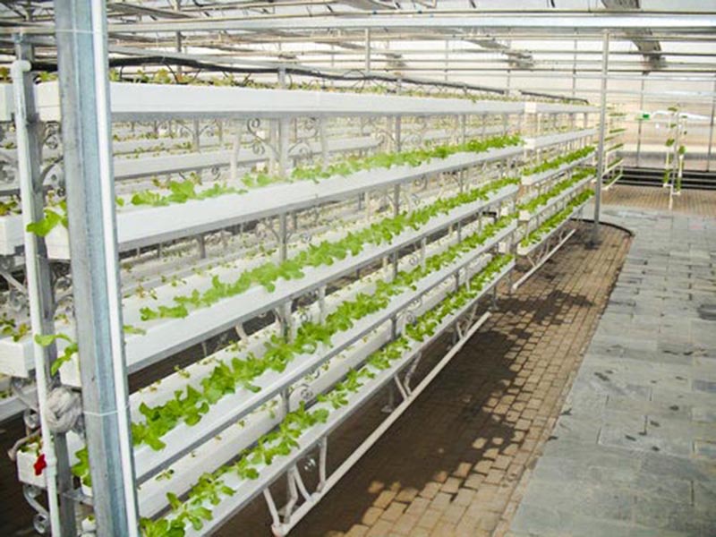 無(wú)土栽培育苗苗床溫室自動(dòng)化